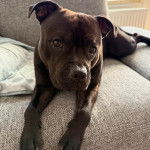 Un American Bully Staffy Bull Terrier allongé sur un canapé et regardant vers la caméra 