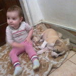 Un American Bully Staffy Bull Terrier allongé à côté d'un enfant et semblant dormir 