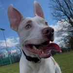 Un American Bully Staffy Bull Terrier tirant la langue et portant un collier autour du cou