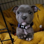 Un chiot American Bully Staffy Bull Terrier dans un panier et portant un collier autour du cou