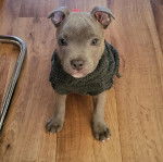 Un American Bully Staffy Bull Terrier sur un plancher et portant un habit pour chien 
