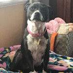 Un American Bully Staffy Bull Terrier assis et portant un colllier autour du cou