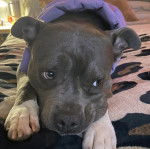 Un American Bully Staffy Bull Terrier allongé sur un lit et portant un habit pour chien