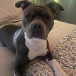 Un American Bully Staffy Bull Terrier allongé sur un lit et semblant détendu 