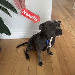 Un American Bully Staffy Bull Terrier assis sur un plancher et portant un collier autour du cou