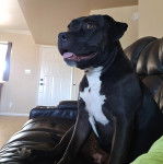 Un American Bully Staffy Bull Terrier assis sur un canapé et tirant la langue 