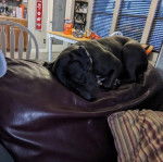 Un American Bully Staffy Bull Terrier allongé et portant un collier autour du cou 