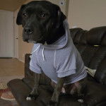 Un American Bully Staffy Bull Terrier assis sur un canapé et portant un habit pour chien 