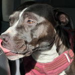 Un American Bully Staffy Bull Terrier léchant son museau et portant un harnais 