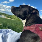 Un American Bully Staffy Bull Terrier allongé et portant un harnais 