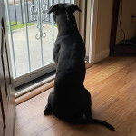 Un American Bully Staffy Bull Terrier assis sur un plancher 