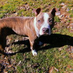 Un American Bully Staffy Bull Terrier sur un terrain herbeux et semblant détendu 