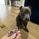 Un American Bully Staffy Bull Terrier assis sur un plancher 