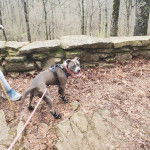 Un American Bully Staffy Bull Terrier tirant la langue et qui est tenu en laisse 