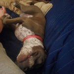 Un American Bully Staffy Bull Terrier allongé sur un canapé et portant un collier autour du cou 