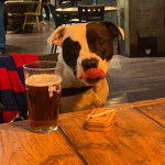 Un American Bully Staffy Bull Terrier léchant son museau et regardant vers la caméra 