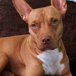 Un American Bully Staffy Bull Terrier allongé et semblant détendu