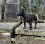 Un American Bully Staffy Bull Terrier sur une surface bétonnée et portant un collier autour du cou