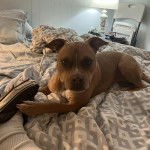 Un American Bully Staffy Bull Terrier allongé sur un lit et regardant vers la caméra