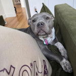 Un American Bully Staffy Bull Terrier sur un canapé et portant un collier autour du cou