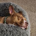 Un American Bully Staffy Bull Terrier allongé dans un panier et portant un collier autour du cou