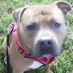 Un American Bully Staffy Bull Terrier assis sur un terrain herbeux et qui est tenu en laisse 