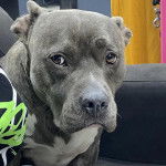 Un American Bully Staffy Bull Terrier sur un canapé 