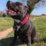 Un American Bully Staffy Bull Terrier sur un terrain herbeux et portant un collier au cou