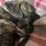Un American Bully Staffy Bull Terrier semblant dormir sur une couverture