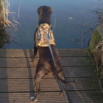 Un American Bully Staffy Bull Terrier sur un parquet et tenu en laisse
