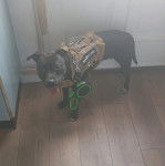 Un American Bully Staffy Bull Terrier sur un oarquet et portant un harnais