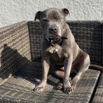 Un American Bully Staffy Bull Terrier assis sur une chaise en bois et portant un collier au cou