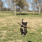 Un American Bully Staffy Bull Terrier courant sur un terrain herbeux portant un harnais et tenant un gros morceau de bois dans sa gueule