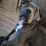 Un American Bully Staffy Bull Terrier regardant vers la caméra