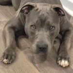 Un American Bully Staffy Bull Terrier allongé sur un parquet