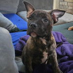 Un American Bully Staffy Bull Terrier assis sur une couverture