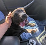 Un American Bully Staffy Bull Terrier assis sur dans une voiture et ayant la gueule ouverte
