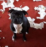 Un American Bully Staffy Bull Terrier allongé sur une moquette