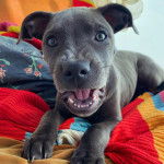 Un American Bully Staffy Bull Terrier allongé sur une couverturz