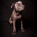 Un American Bully Staffy Bull Terrier assis sur un fond noir