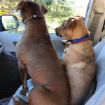 Deux American Bully Staffy Bull Terrier assis sur le siège d'une voiture et regardant par la fenêtre