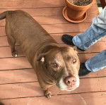 Un American Bully Staffy Bull Terrier sur un parquet et regardant vers la caméra