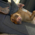 Un American Bully Staffy Bull Terrier allongé  sur le dos  sur un canapé