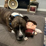 Un American Bully Staffy Bull Terrier allongé sur un grand coussin et portant un collier au cou