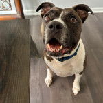Un American Bully Staffy Bull Terrier assis sur une table et portant un collier au cou
