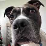 Un American Bully Staffy Bull Terrier regardant par la fenêtre