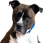 Un American Bully Staffy Bull Terrier regardant vers la caméra et portant un collier