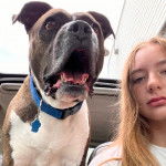 Un American Bully Staffy Bull Terrier portant un collier au cou et ayant la gueule ouverte