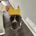 Un American Bully Staffy Bull Terrier sur un parquet et regardant vers la caméra