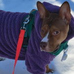 Un American Bully Staffy Bull Terrier recouvert d'une couverture sur une surface enneigée